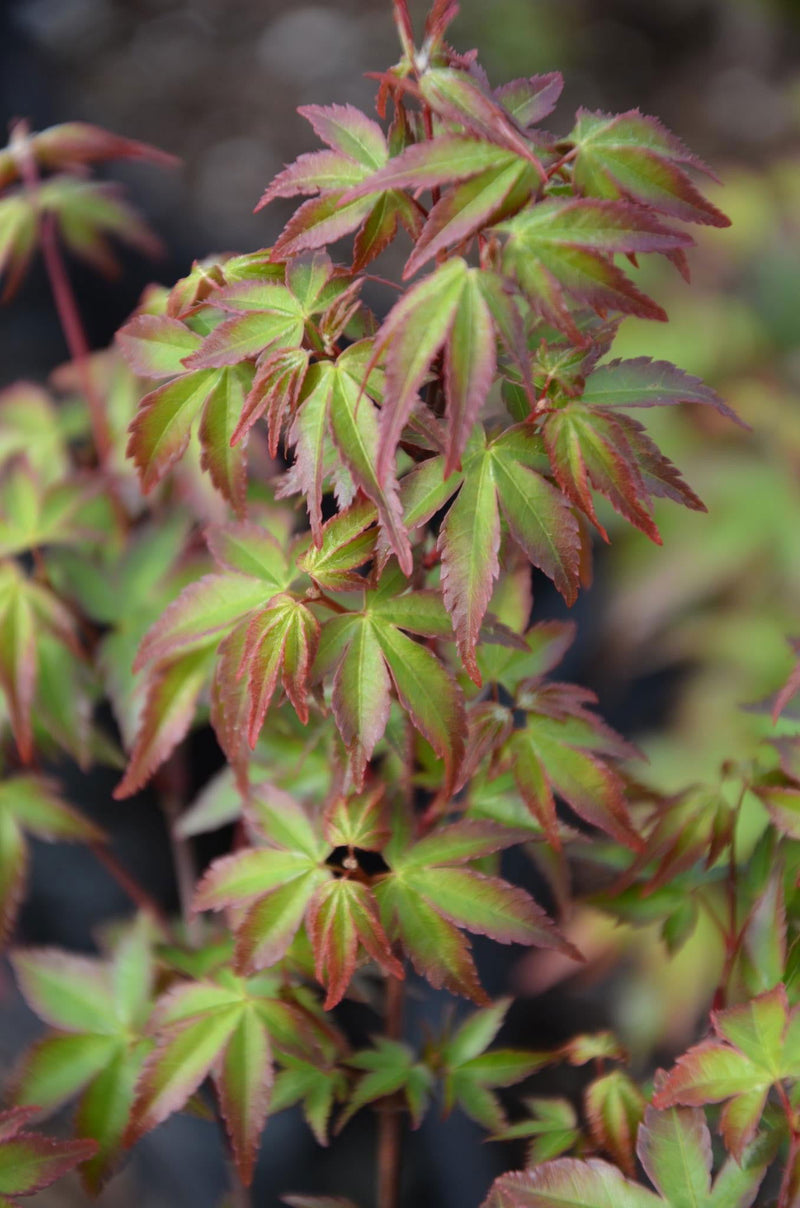 - Acer palmatum 'Murasaki kiyohime' Dwarf Japanese Maple - Mr Maple │ Buy Japanese Maple Trees