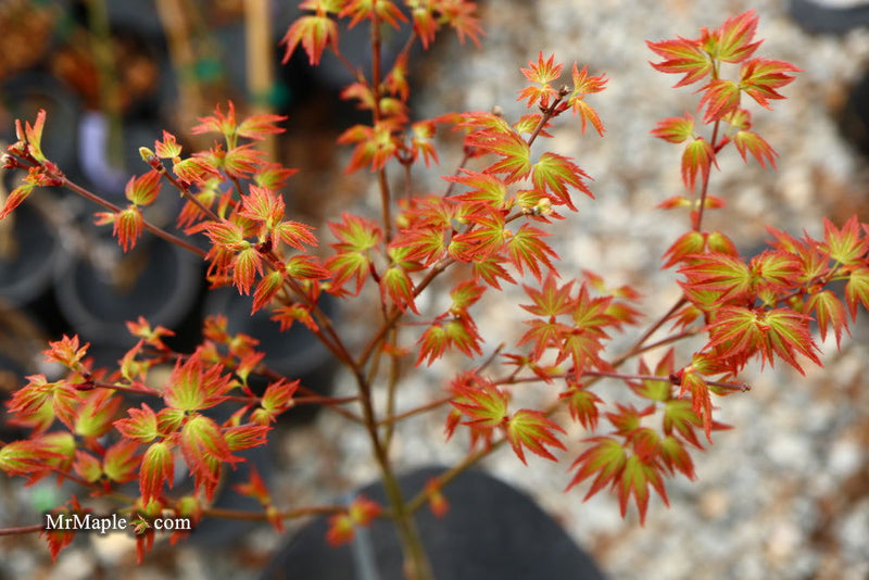 - Acer palmatum 'Murasaki kiyohime' Dwarf Japanese Maple - Mr Maple │ Buy Japanese Maple Trees