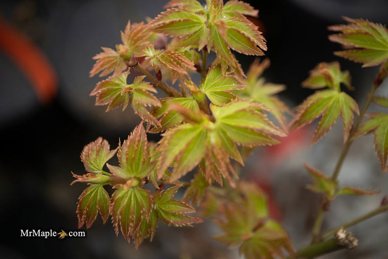 - Acer palmatum 'Murasaki kiyohime' Dwarf Japanese Maple - Mr Maple │ Buy Japanese Maple Trees