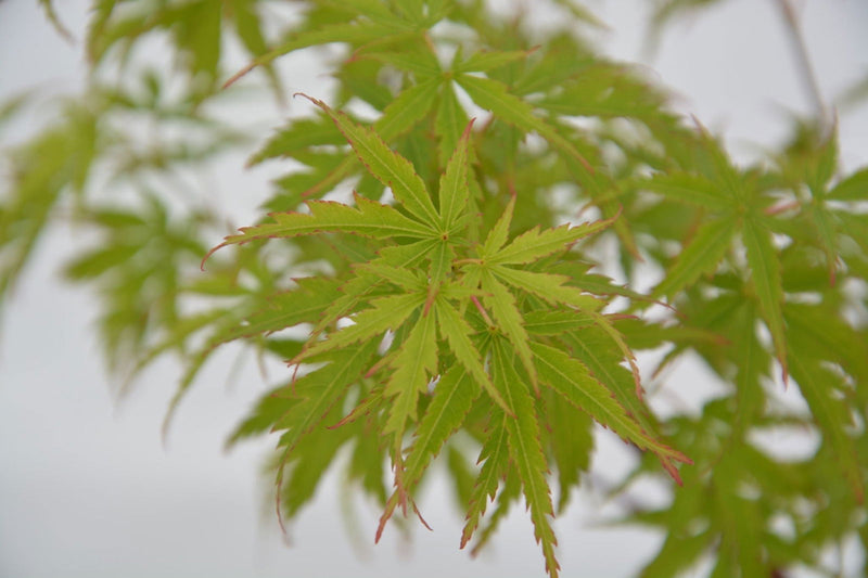 - Acer palmatum 'Mure hibari' Japanese Maple - Mr Maple │ Buy Japanese Maple Trees
