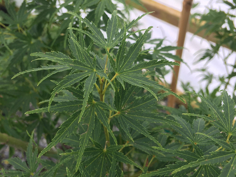 - Acer palmatum 'Mure hibari' Japanese Maple - Mr Maple │ Buy Japanese Maple Trees