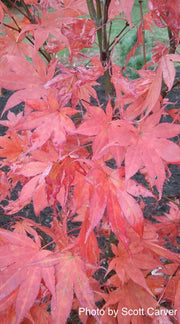 - Acer palmatum 'Musashino' Rare Japanese Maple - Mr Maple │ Buy Japanese Maple Trees