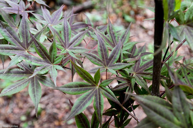 - Acer palmatum 'Musashino' Rare Japanese Maple - Mr Maple │ Buy Japanese Maple Trees