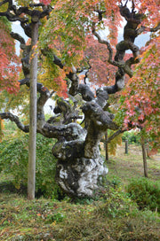 - Acer palmatum 'Nakakamado Weeping' Treasure Japanese Maple - Mr Maple │ Buy Japanese Maple Trees