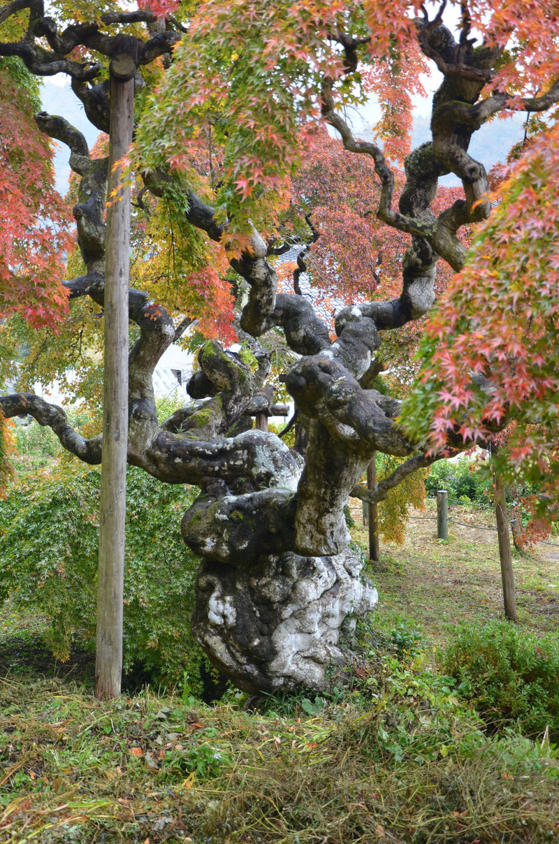 - Acer palmatum 'Nakakamado Weeping' Treasure Japanese Maple - Mr Maple │ Buy Japanese Maple Trees