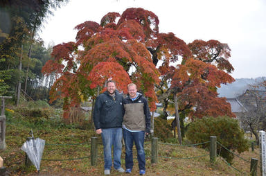 - Acer palmatum 'Nakakamado Weeping' Treasure Japanese Maple - Mr Maple │ Buy Japanese Maple Trees