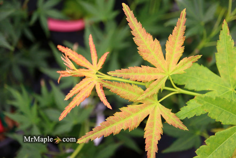 - Acer palmatum 'Nakakamado Weeping' Treasure Japanese Maple - Mr Maple │ Buy Japanese Maple Trees