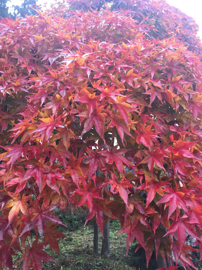 - Acer palmatum 'Nakakamado Weeping' Treasure Japanese Maple - Mr Maple │ Buy Japanese Maple Trees