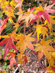 - Acer palmatum 'Nakakamado Weeping' Treasure Japanese Maple - Mr Maple │ Buy Japanese Maple Trees