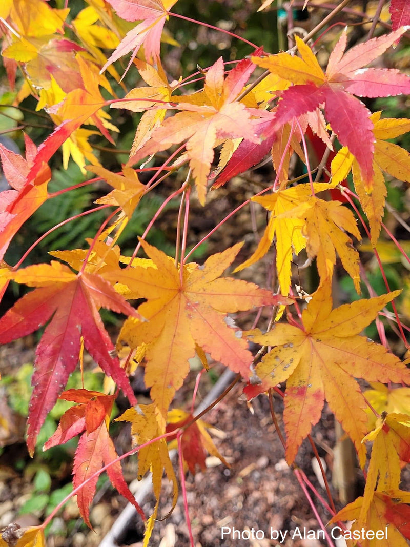 - Acer palmatum 'Nakakamado Weeping' Treasure Japanese Maple - Mr Maple │ Buy Japanese Maple Trees