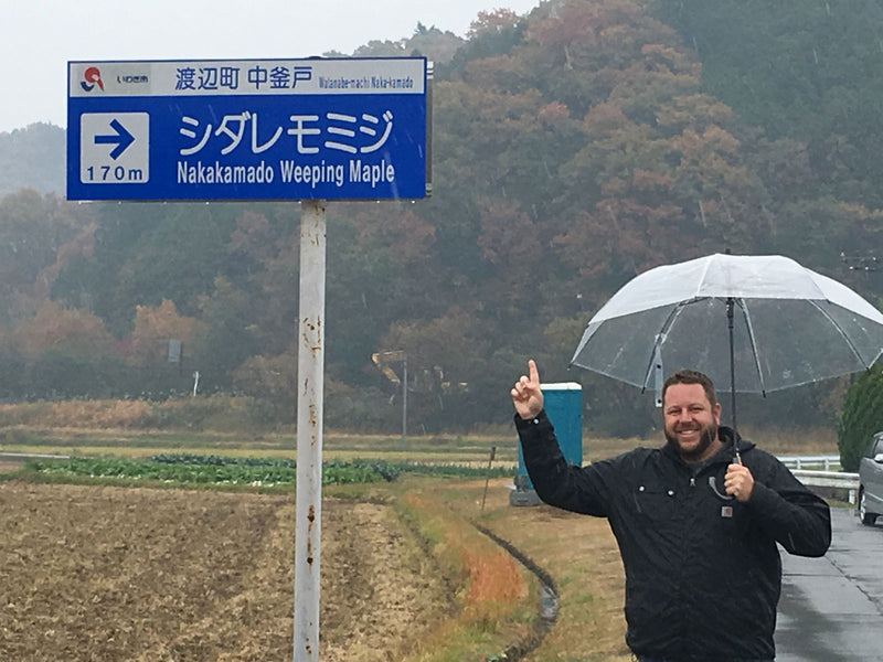 - Acer palmatum 'Nakakamado Weeping' Treasure Japanese Maple - Mr Maple │ Buy Japanese Maple Trees