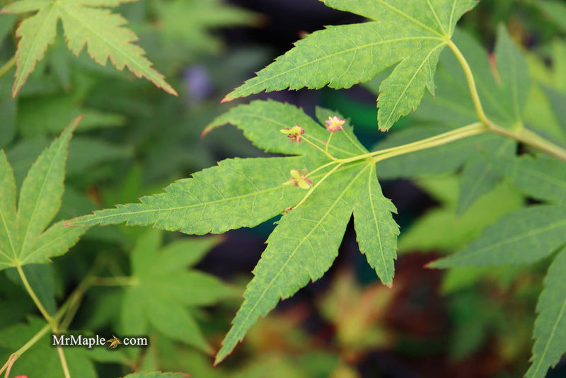 - Acer palmatum 'Nakakamado Weeping' Treasure Japanese Maple - Mr Maple │ Buy Japanese Maple Trees