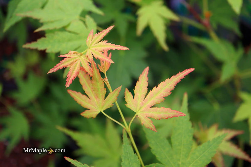 - Acer palmatum 'Nakakamado Weeping' Treasure Japanese Maple - Mr Maple │ Buy Japanese Maple Trees