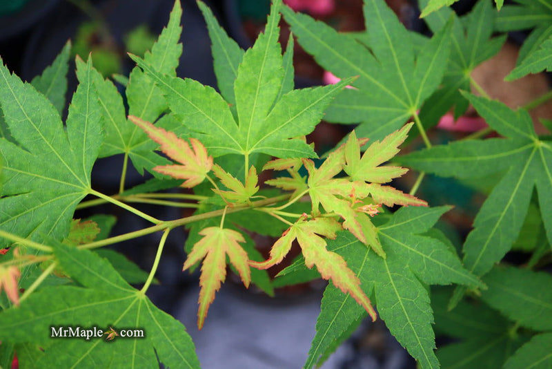 - Acer palmatum 'Nakakamado Weeping' Treasure Japanese Maple - Mr Maple │ Buy Japanese Maple Trees