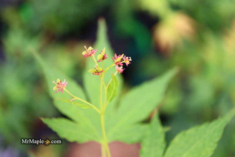- Acer palmatum 'Nakakamado Weeping' Treasure Japanese Maple - Mr Maple │ Buy Japanese Maple Trees