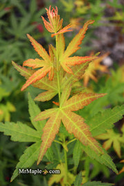 - Acer palmatum 'Nakakamado Weeping' Treasure Japanese Maple - Mr Maple │ Buy Japanese Maple Trees