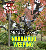 - Acer palmatum 'Nakakamado Weeping' Treasure Japanese Maple - Mr Maple │ Buy Japanese Maple Trees