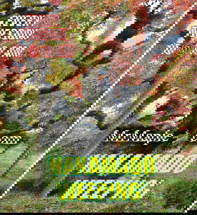 - Acer palmatum 'Nakakamado Weeping' Treasure Japanese Maple - Mr Maple │ Buy Japanese Maple Trees