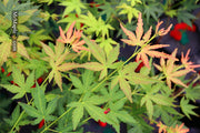 - Acer palmatum 'Nakakamado Weeping' Treasure Japanese Maple - Mr Maple │ Buy Japanese Maple Trees