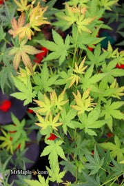 - Acer palmatum 'Nakakamado Weeping' Treasure Japanese Maple - Mr Maple │ Buy Japanese Maple Trees