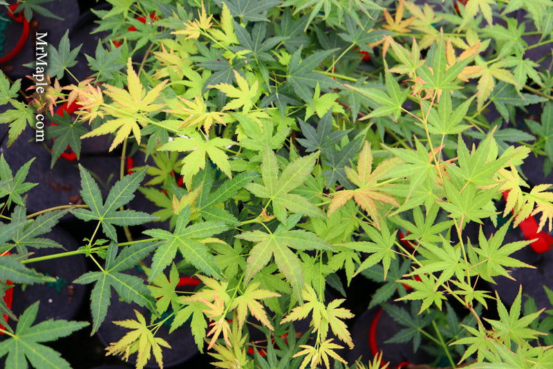 - Acer palmatum 'Nakakamado Weeping' Treasure Japanese Maple - Mr Maple │ Buy Japanese Maple Trees