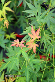 - Acer palmatum 'Nakakamado Weeping' Treasure Japanese Maple - Mr Maple │ Buy Japanese Maple Trees