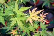 - Acer palmatum 'Nakakamado Weeping' Treasure Japanese Maple - Mr Maple │ Buy Japanese Maple Trees