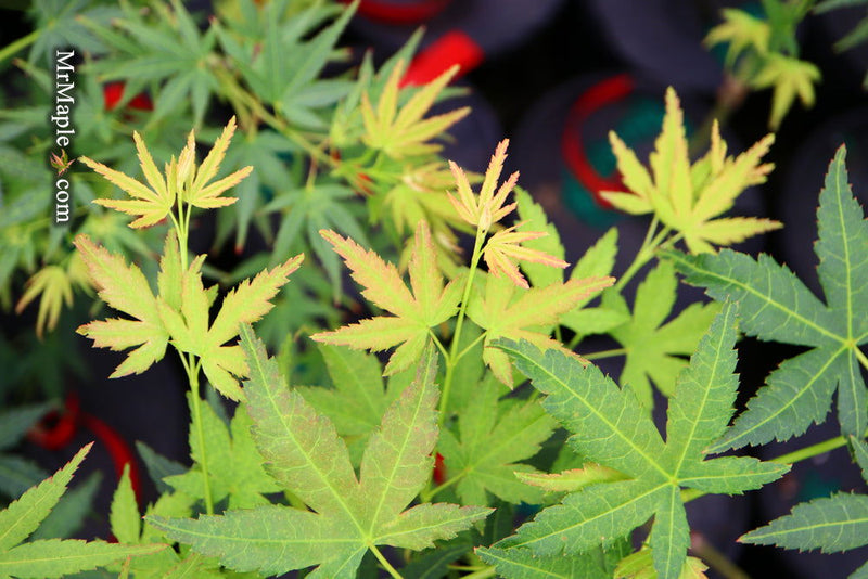 - Acer palmatum 'Nakakamado Weeping' Treasure Japanese Maple - Mr Maple │ Buy Japanese Maple Trees