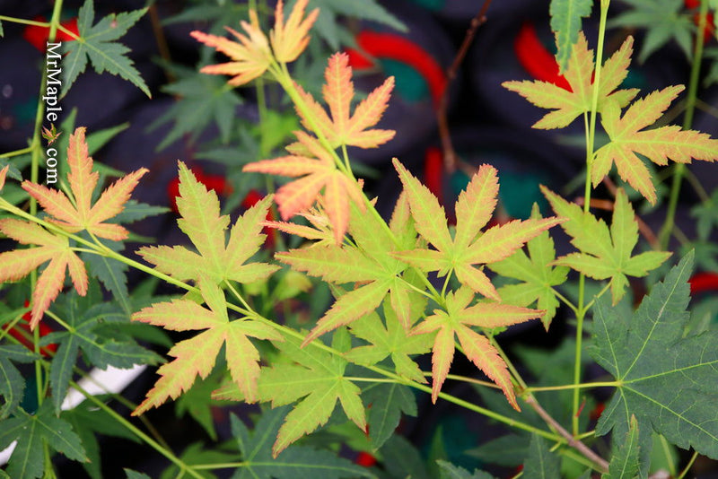 - Acer palmatum 'Nakakamado Weeping' Treasure Japanese Maple - Mr Maple │ Buy Japanese Maple Trees