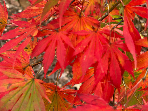 '- Acer palmatum 'Nanase gawa' Japanese Maple - Mr Maple │ Buy Japanese Maple Trees