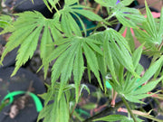 - Acer palmatum 'Nanase gawa' Japanese Maple - Mr Maple │ Buy Japanese Maple Trees