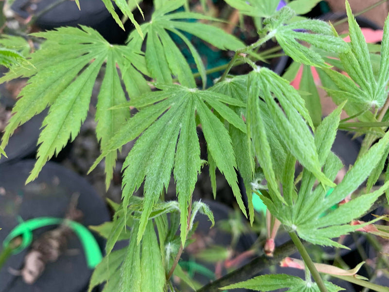 - Acer palmatum 'Nanase gawa' Japanese Maple - Mr Maple │ Buy Japanese Maple Trees