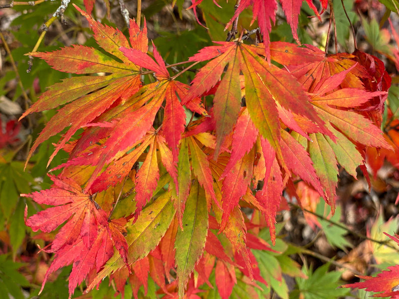 - Acer palmatum 'Nanase gawa' Japanese Maple - Mr Maple │ Buy Japanese Maple Trees