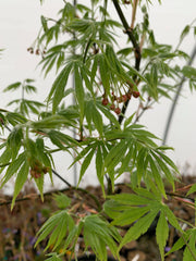 - Acer palmatum 'Nanase gawa' Japanese Maple - Mr Maple │ Buy Japanese Maple Trees