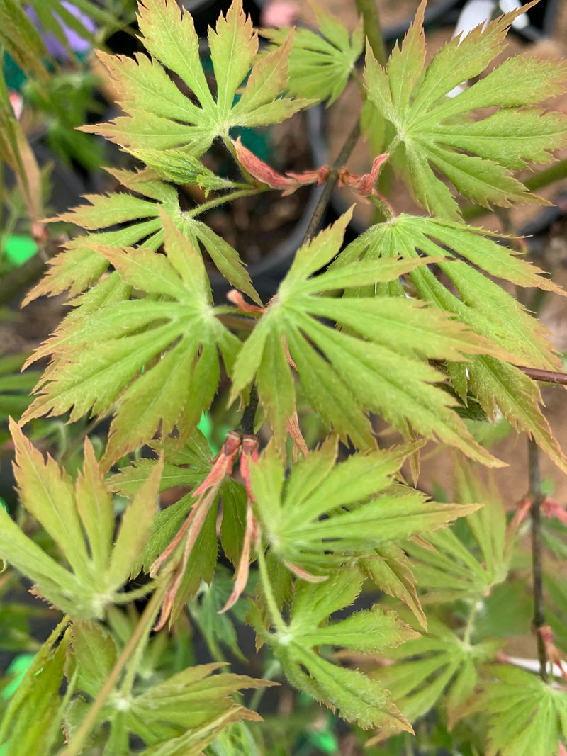 - Acer palmatum 'Nanase gawa' Japanese Maple - Mr Maple │ Buy Japanese Maple Trees