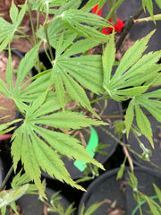 - Acer palmatum 'Nanase gawa' Japanese Maple - Mr Maple │ Buy Japanese Maple Trees