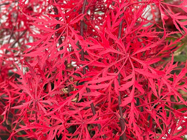 - Acer palmatum 'Nancy’s Legacy’ Toyama Japanese Maple - Mr Maple │ Buy Japanese Maple Trees