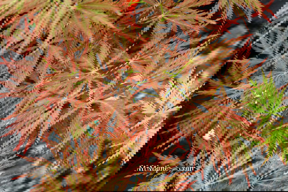 Buy Acer palmatum 'Nancy's Legacy' Toyama Japanese Maple — Mr