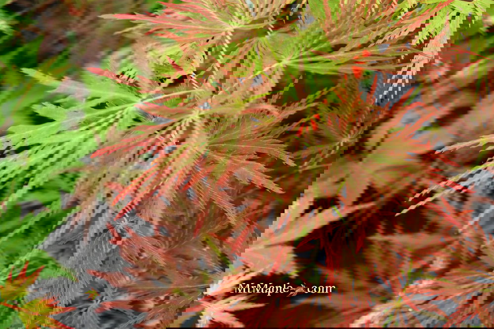 Buy Acer palmatum 'Nancy's Legacy' Toyama Japanese Maple — Mr