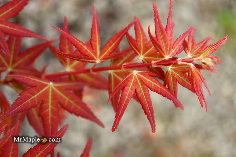 - Acer palmatum 'Naniwa beni' Japanese Maple - Mr Maple │ Buy Japanese Maple Trees