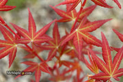 - Acer palmatum 'Naniwa beni' Japanese Maple - Mr Maple │ Buy Japanese Maple Trees
