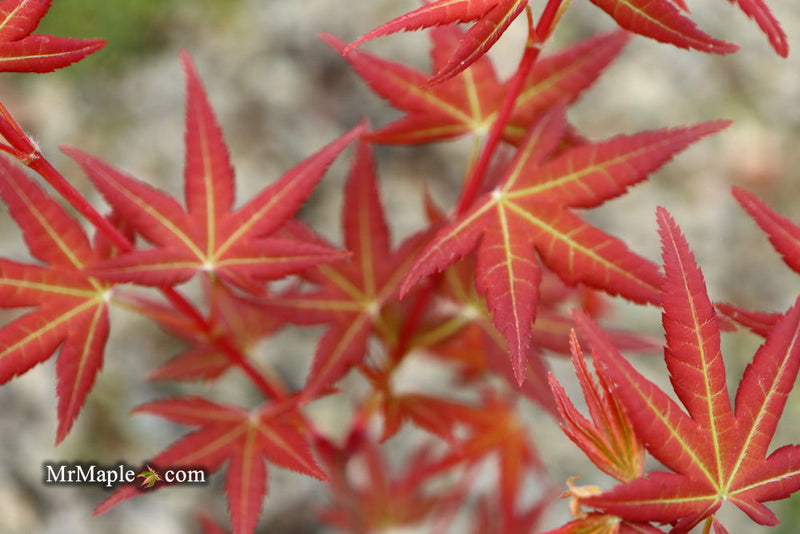 - Acer palmatum 'Naniwa beni' Japanese Maple - Mr Maple │ Buy Japanese Maple Trees