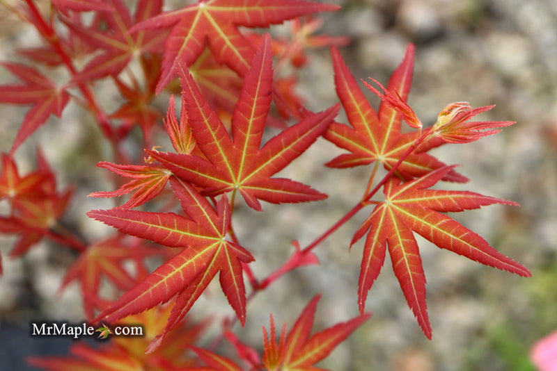 - Acer palmatum 'Naniwa beni' Japanese Maple - Mr Maple │ Buy Japanese Maple Trees