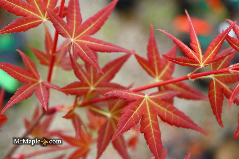 - Acer palmatum 'Naniwa beni' Japanese Maple - Mr Maple │ Buy Japanese Maple Trees