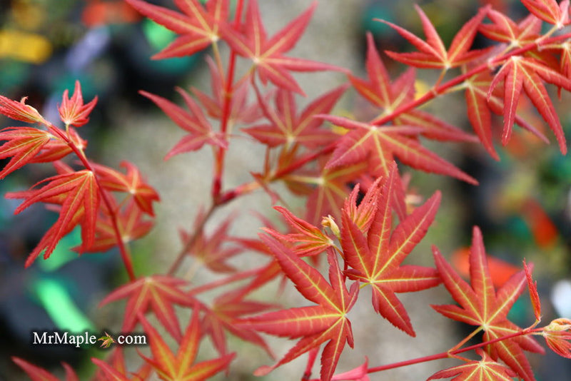 - Acer palmatum 'Naniwa beni' Japanese Maple - Mr Maple │ Buy Japanese Maple Trees