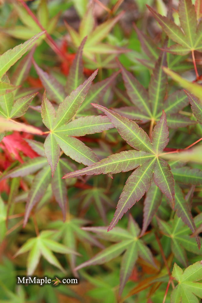 - Acer palmatum 'Naniwa beni' Japanese Maple - Mr Maple │ Buy Japanese Maple Trees
