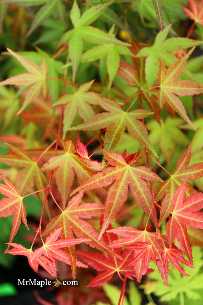 - Acer palmatum 'Naniwa beni' Japanese Maple - Mr Maple │ Buy Japanese Maple Trees