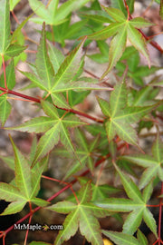 - Acer palmatum 'Naniwa beni' Japanese Maple - Mr Maple │ Buy Japanese Maple Trees