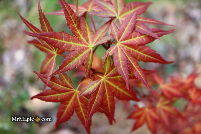 - Acer palmatum 'Naniwa beni' Japanese Maple - Mr Maple │ Buy Japanese Maple Trees