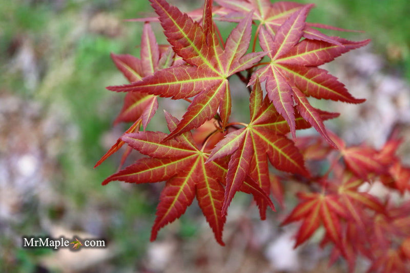 - Acer palmatum 'Naniwa beni' Japanese Maple - Mr Maple │ Buy Japanese Maple Trees